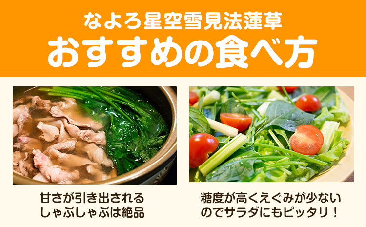 北海道名寄産 星空雪見法蓮草《2026年1月中旬頃出荷予定》名寄産 星空雪見 法蓮草 星空 雪見 法蓮草 ほうれん草 北海道 名寄市 野菜 ホウレンソウ 野菜ソムリエ やさい