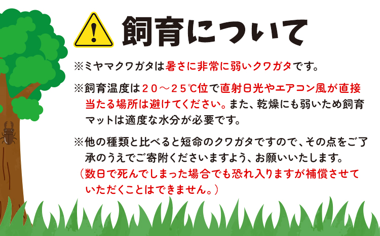 エゾミヤマクワガタ クワガタ オス メス ペア《2024年7月上旬-8月下旬頃出荷》北海道 名寄市 昆虫 虫 大型【配送不可地域あり】---nayoro_nkm_12_1s---