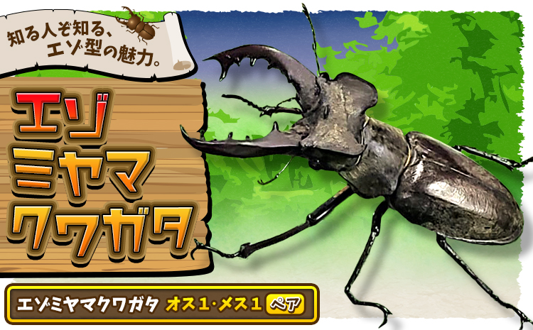 エゾミヤマクワガタ クワガタ オス メス ペア《2024年7月上旬-8月下旬頃出荷》北海道 名寄市 昆虫 虫 大型【配送不可地域あり】---nayoro_nkm_12_1s---