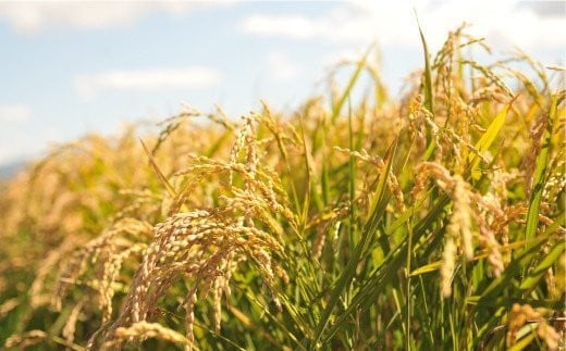 ＜令和7年度産＞玄米で健康促進！『定期便6回』北海道産ゆめぴりか10kg《令和７年10月頃より発送予定》【3900702】