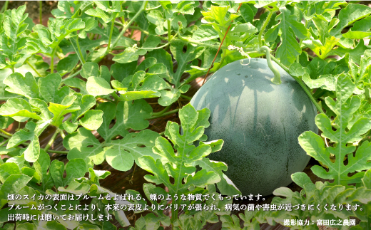 《2026年分受付中》『夏の女神』大玉！種が少なくて甘い黒皮スイカ1玉入（6～8kg）【01061】