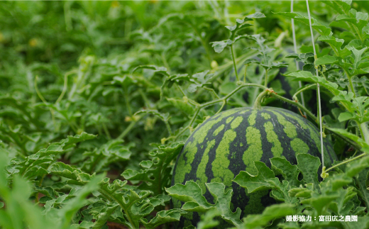 《2026年分受付中》【定期便2回】スイカ2種(夏のほほえみ・夏の女神)食べ比べ【01147】