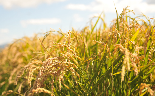 【令和7年産】10年連続優秀表彰受賞『ゆめぴりかの匠』 ゆめぴりか(5kg)《令和7年10月頃より発送予定》【4100102】