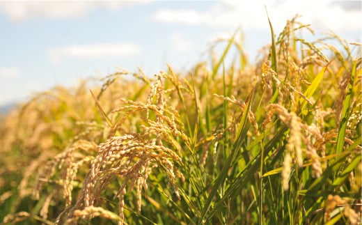 ＜令和7年度産＞「ゆめぴりか」玄米10kg《令和７年10月頃より発送予定》【3900302】