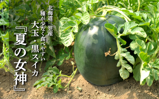 《2026年分受付中》『夏の女神』大玉！種が少なくて甘い黒皮スイカ1玉入（6～8kg）【01061】