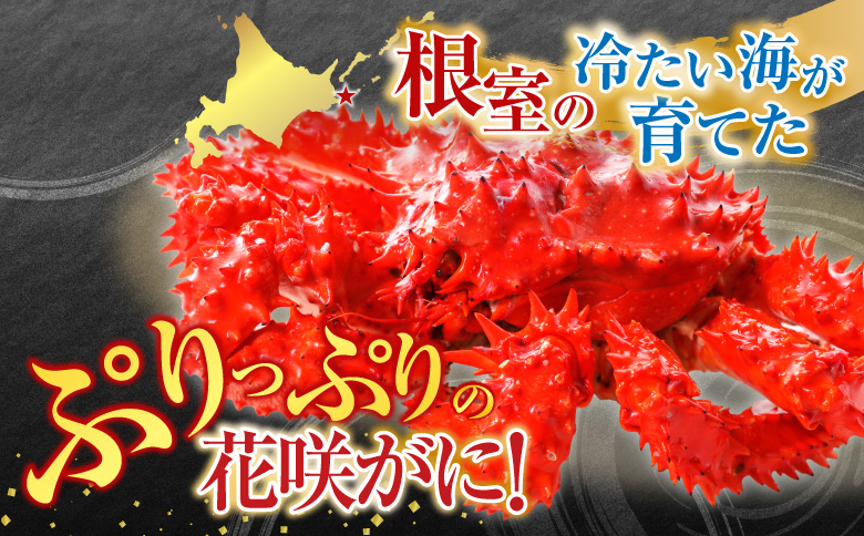 【北海道根室産】花咲かに400g前後～600g前後×2尾 A-76032