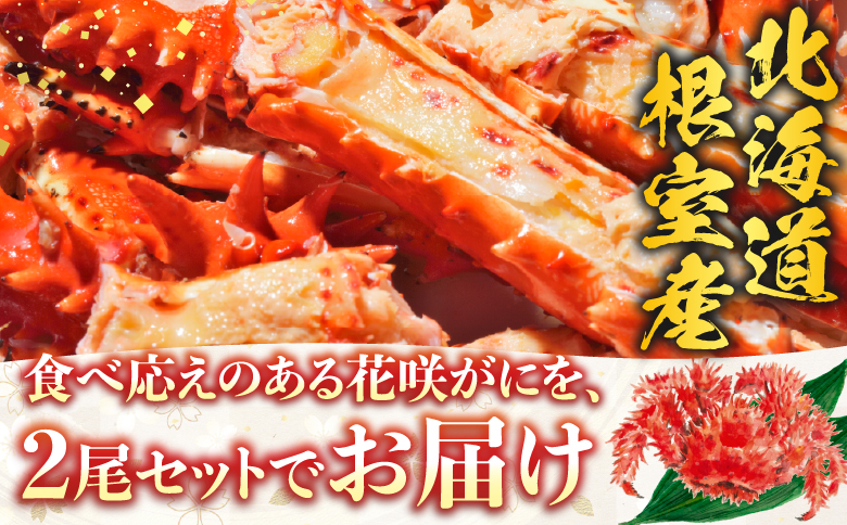 【北海道根室産】花咲かに500g前後～650g前後×2尾 B-36002