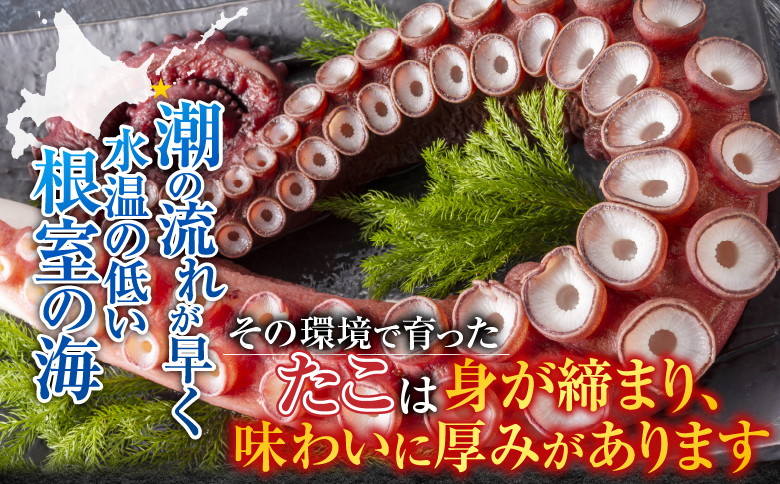 【北海道根室産】お刺身用たこ足2本(計2～2.5kg) C-30069