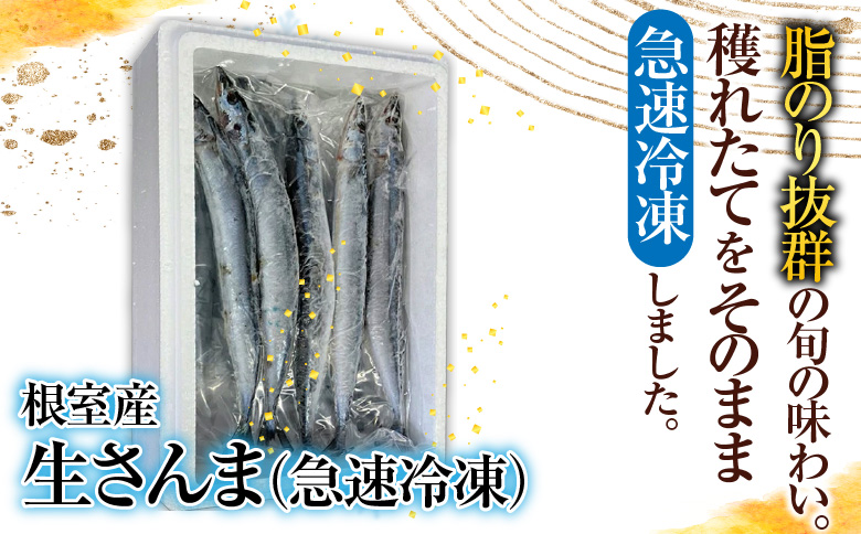 【12/31決済分まで1月中配送】 【北海道根室産】冷凍さんま40尾 C-70002