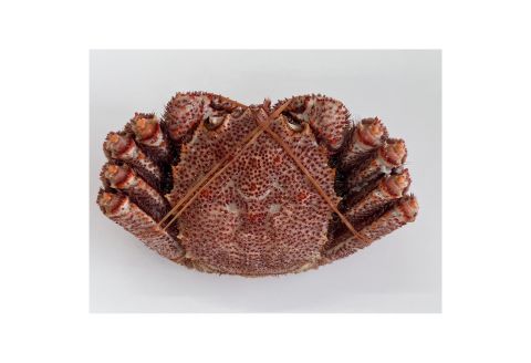 【北海道根室産】浜ゆで毛ガニ570g前後×1尾 B-83003