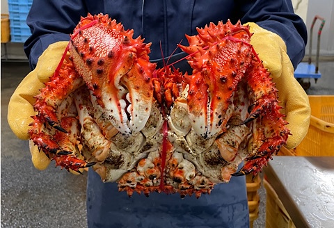 ＜12月21日決済分まで年内配送＞花咲ガニボイル冷凍1.5kg前後×1尾 D-89002