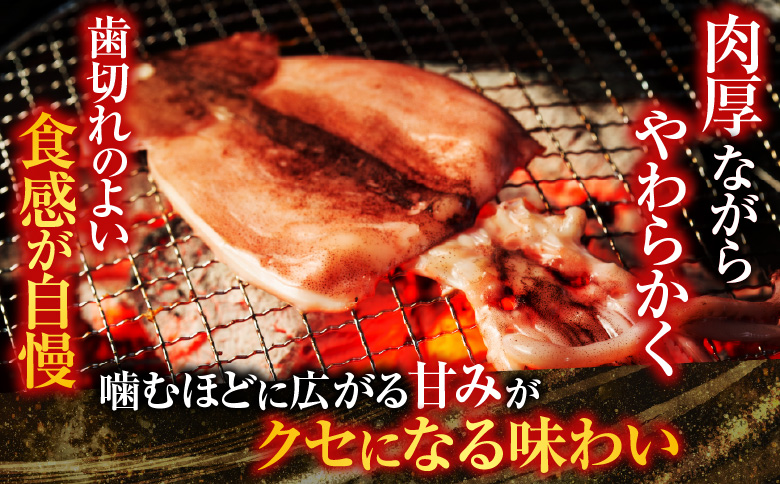 根室海鮮市場＜直送＞【北海道産】いか一夜干し2枚 G-28079