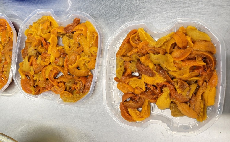 エゾバフンウニ(赤系)無添加塩水パック50～60g×1P[2026年3月上旬以降発送] G-71002