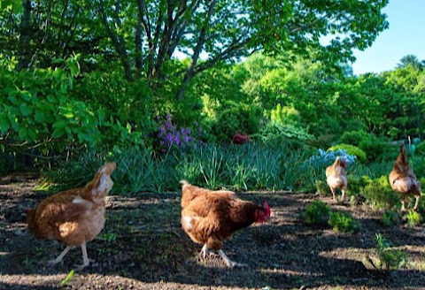 【北海道根室産】美波里のたまご10個×3Ｐ(計30個) B-39002