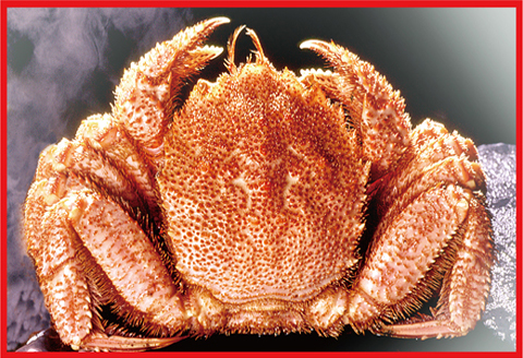 ＜12月21日決済分まで年内配送＞北海三大カニセット(たらばがに足、毛ガニ、ずわい) D-07002