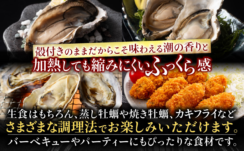 ＜12月21日決済分まで年内配送＞【北海道根室産】貝付き牡蠣80個[11月上旬以降発送] D-54008