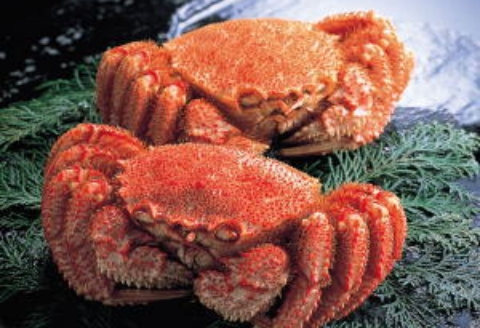 毛蟹700g×1尾 C-66016