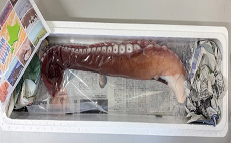 【北海道根室産】真ダコ足1.1～1.3kg A-29010