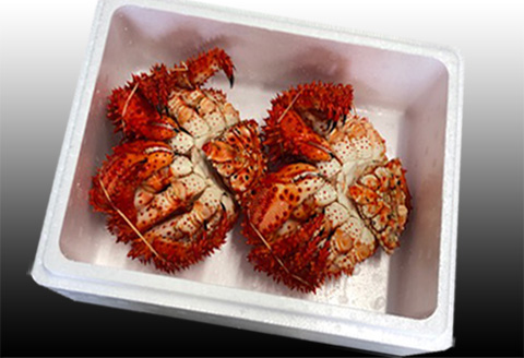 【12/31決済分まで1月中配送】 【北海道根室産】花咲かに400g前後～600g前後×2尾 A-30030