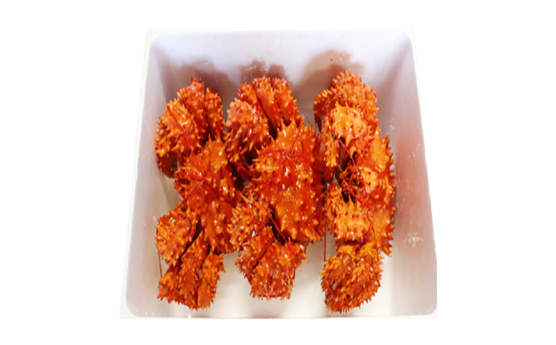 【12/31決済分まで1月中配送】 【北海道根室産】花咲かに300g前後～450g前後×3尾 A-36001