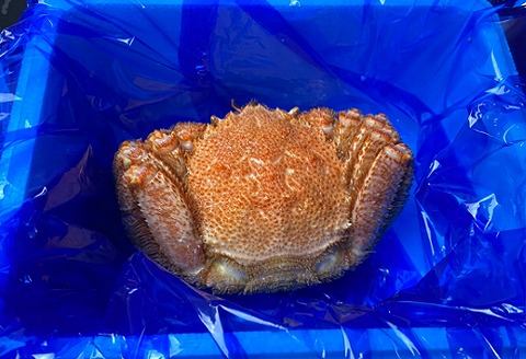 【12/31決済分まで1月中配送】 毛がに800g前後×1尾 C-21009