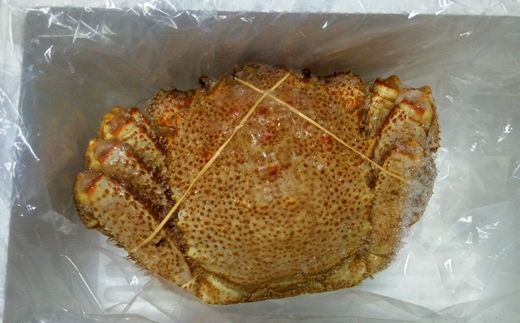 ＜12月21日決済分まで年内配送＞【北海道根室産】毛ガニ650g前後×1尾 C-57016