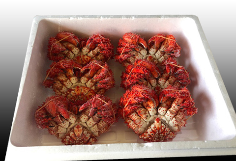 ＜12月21日決済分まで年内配送＞【北海道根室産】花咲かに300g～450g前後×6尾 C-70005