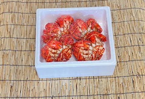 ＜12月21日決済分まで年内配送＞【北海道根室産】花咲かに400g前後～500g前後×4尾 C-76039