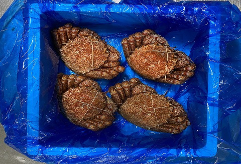 【12/31決済分まで1月中配送】 毛がに800g前後×4尾 E-21003