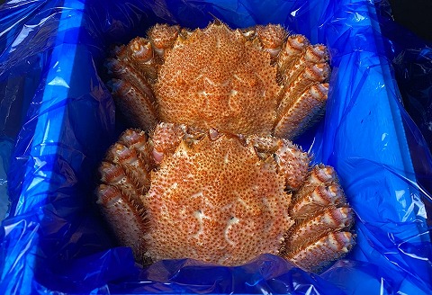 【12/31決済分まで1月中配送】 【北海道根室産】毛がに600g前後×2尾 F-21004