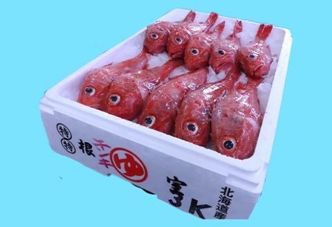 【北海道根室産】鮮キンキ(キチジ、メンメ)7～9尾(計3kg) E-67001