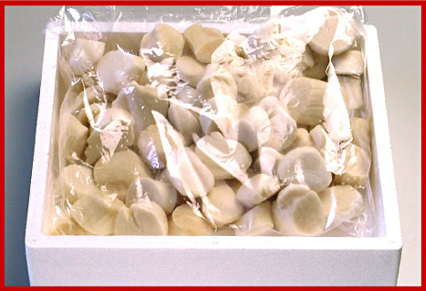 ＼漁業者応援品／お刺身用ほたて貝柱1.4kg C-07034