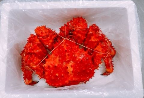 【北海道根室産】花咲蟹800～900g×1尾 A-27025