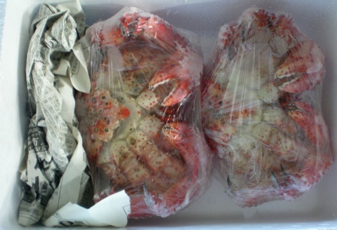 【北海道根室産】ボイル花咲蟹400g～500g×2尾 A-29009