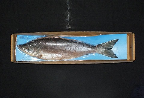 <年内配送可><鮭匠ふじい>紅鮭新巻鮭1.2kg A-42007