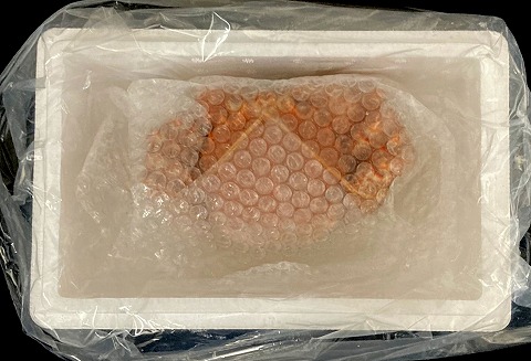 <年内配送可>【北海道根室産】ボイル毛がに500g×1尾 A-42114