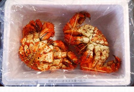 ＜12月21日決済分まで年内配送＞【北海道根室産】花咲ガニオスメス各1尾(計1kg前後) A-57008