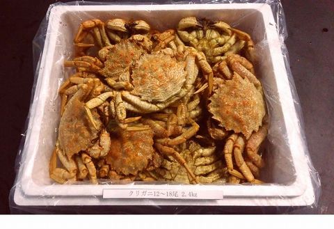 ＜12月21日決済分まで年内配送＞【北海道根室産】クリガニ12～18尾(計2.4kg) A-57017