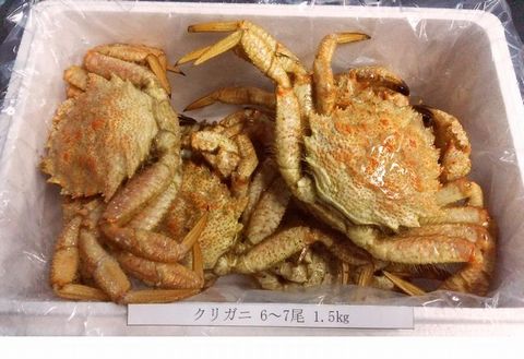 ＜12月21日決済分まで年内配送＞【北海道根室産】クリガニ6～７尾(計1.5kg) A-57022