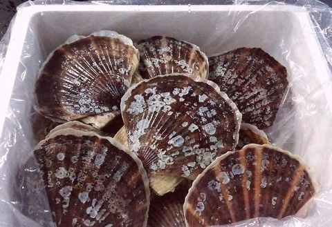 ＜12月21日決済分まで年内配送＞【北海道根室産】活ホタテ貝2kg詰合せ A-57030