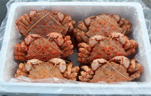 ＜12月21日決済分まで年内配送＞【北海道根室産】クリガニ9～12尾(計2kg前後) A-57042