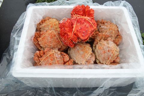 ＜12月21日決済分まで年内配送＞【北海道根室産】クリガニ12～14尾(計2.5kg前後)、花咲ガニ1尾 A-57044