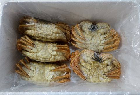 ＜12月21日決済分まで年内配送＞【北海道根室産】クリガニ200～250g×5～6尾(計1.2kg) A-57056