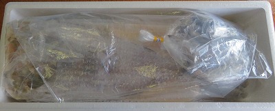 ＜12月21日決済分まで年内配送＞【北海道根室産】ホッケ・コマイセットA A-59003