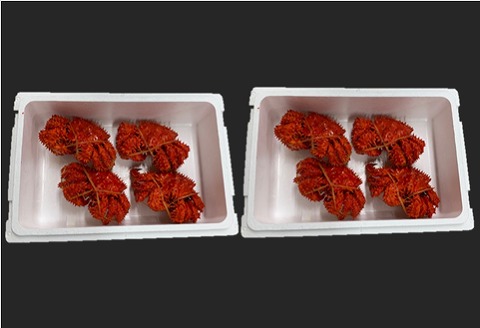 ＜12月21日決済分まで年内配送＞【北海道根室産】花咲がに姿350～450g×8尾 B-01050