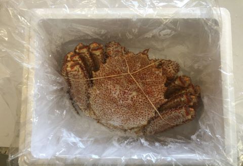 【北海道根室産】ボイル毛蟹600g～1kg×1尾 B-27009
