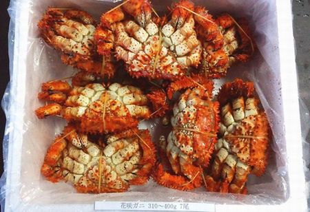 【北海道根室産】花咲ガニ310～400g×7尾 B-57001