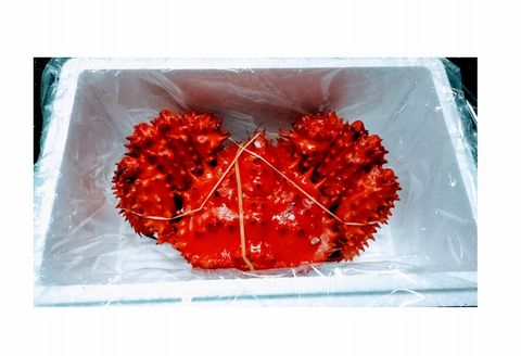 【北海道根室産】花咲ガニ800～900g前後×1尾 B-57019