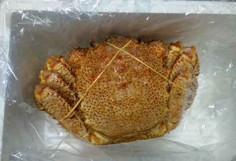 ＜12月21日決済分まで年内配送＞【北海道根室産】毛がに450～500g×1尾 B-57025