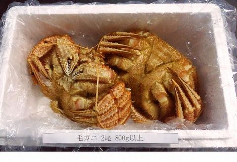 【北海道根室産】毛ガニ2尾(計800g以上) C-57012